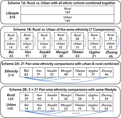 Diversity Scaling Analysis of Chinese Gut Microbiomes Across Ethnicities and Lifestyles